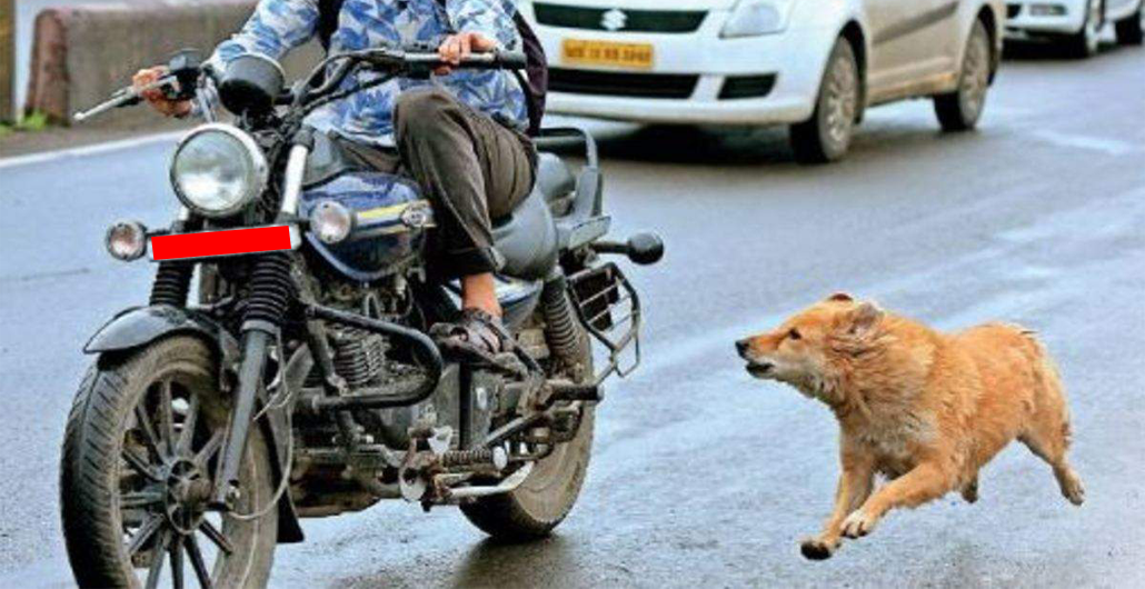 Why do sometimes dogs barking when riding a bike or scooter ?